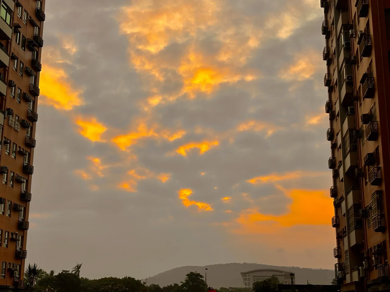 柴柴照片 7